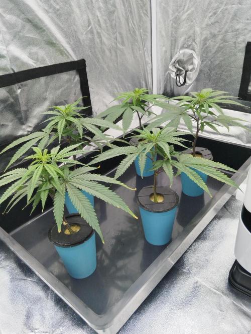 Candy Kush FEM - Nirvana Seeds. Week 0 - Cuts Day 10