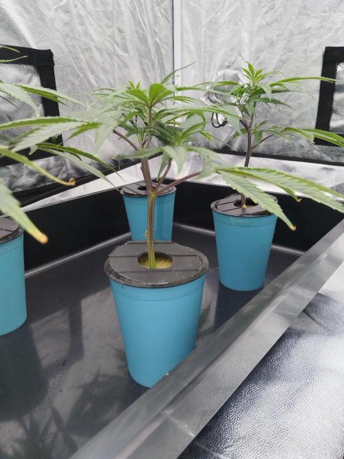 Candy Kush FEM - Nirvana Seeds. Week 0 - Cuts Day 10