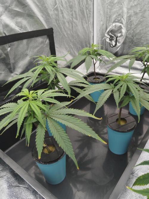 Candy Kush FEM - Nirvana Seeds. Week 0 - Cuts Day 10