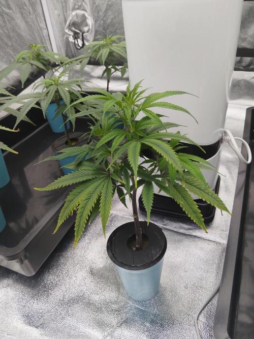 Candy Kush FEM - Nirvana Seeds. Week 0