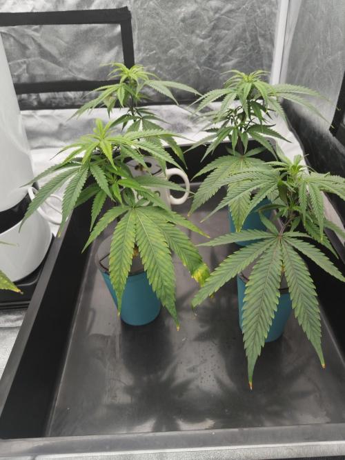 Candy Kush FEM - Nirvana Seeds. Week 0