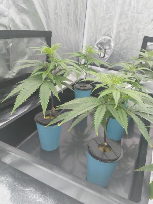 Candy Kush FEM - Nirvana Seeds. Week 0 - Cuts Day 12