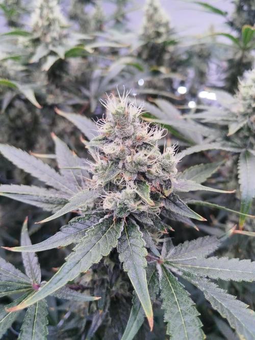 Candy Kush @ Nirvana Seeds. Week 15 - Flowering W7 D1
