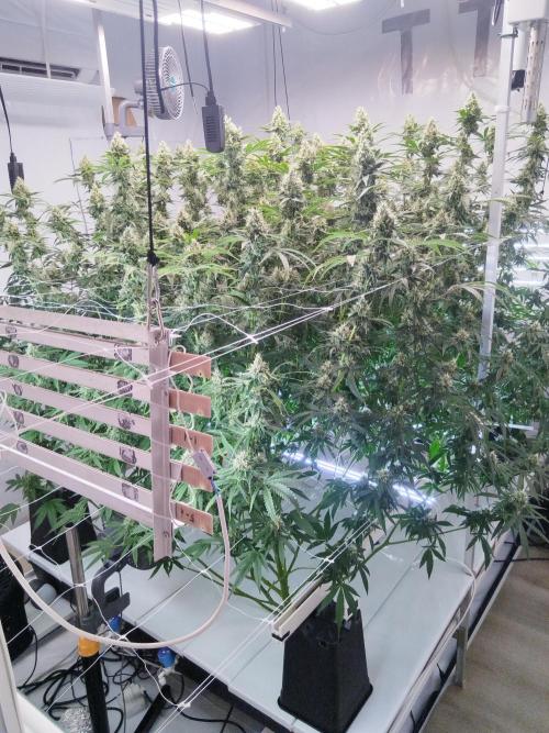 Candy Kush @ Nirvana Seeds. Week 15 - Flowering W7 D1
