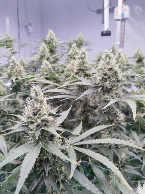 Candy Kush @ Nirvana Seeds. Week 15 - Flowering W7 D1
