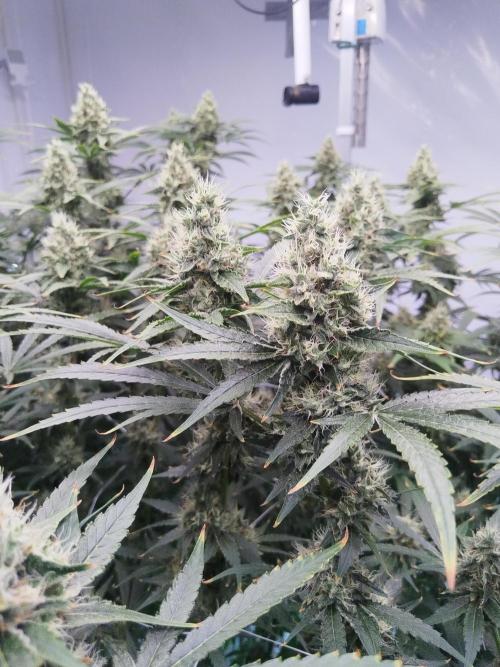 Candy Kush @ Nirvana Seeds. Week 15 - Flowering W7 D1
