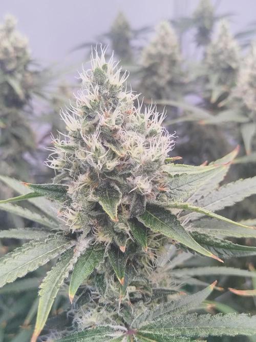 Candy Kush @ Nirvana Seeds. Week 15 - Flowering W7 D1
