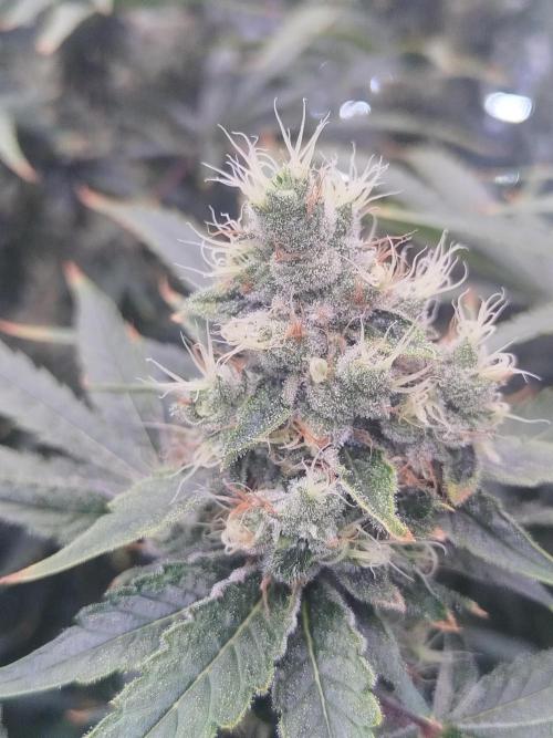 Candy Kush @ Nirvana Seeds. Week 15 - Flowering W7 D2
