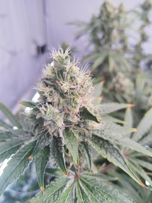 Candy Kush @ Nirvana Seeds. Week 15 - Flowering W7 D3
