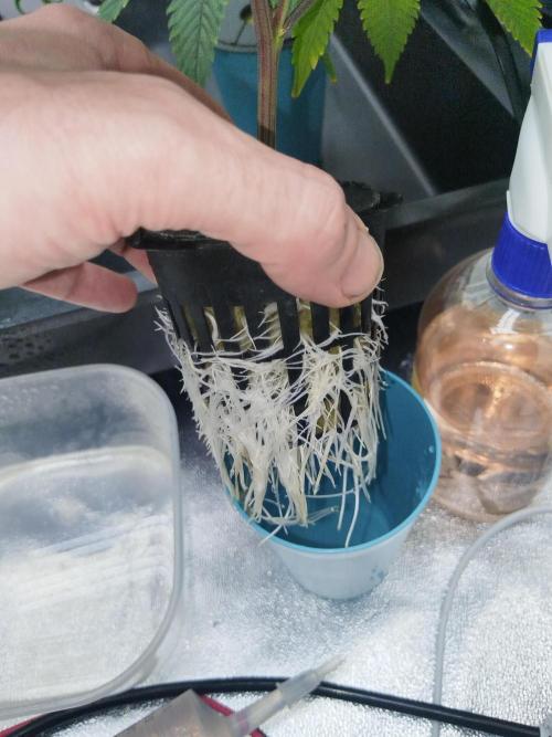 Candy Kush FEM - Nirvana Seeds. Week 1 - Vegetative W1 D1