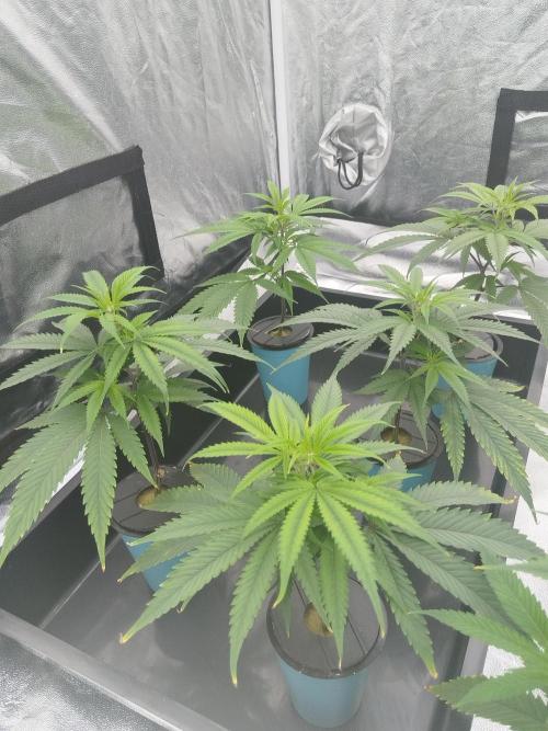 Candy Kush FEM - Nirvana Seeds. Week 1 - Vegetative W1 D1