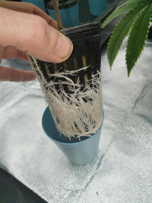 Candy Kush FEM - Nirvana Seeds. Week 1 - Vegetative W1 D1