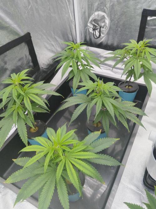 Candy Kush FEM - Nirvana Seeds. Week 1 - Vegetative W1 D1