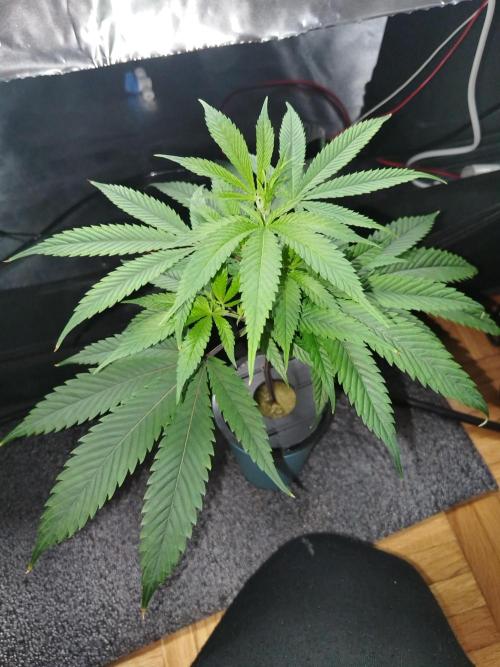 Candy Kush FEM - Nirvana Seeds. Week 1 - Vegetative W1 D1