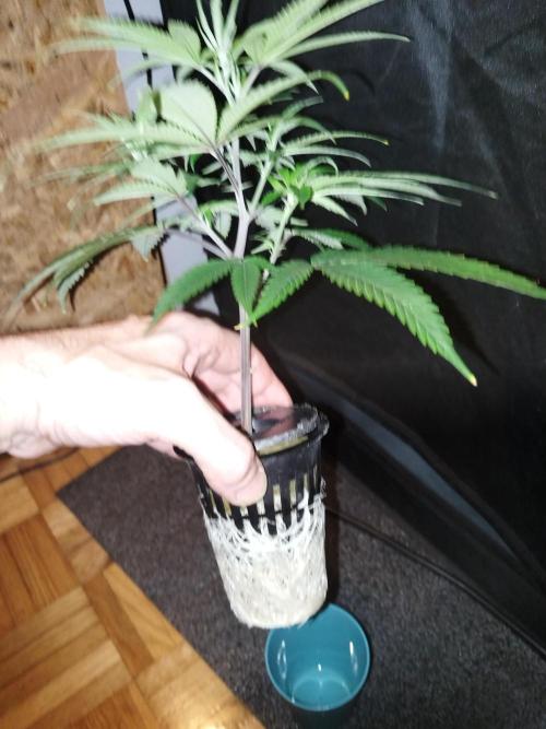 Candy Kush FEM - Nirvana Seeds. Week 1 - Vegetative W1 D1