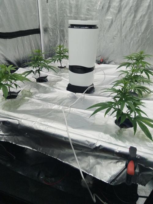 Candy Kush FEM - Nirvana Seeds. Week 1 - Vegetative W1 D1