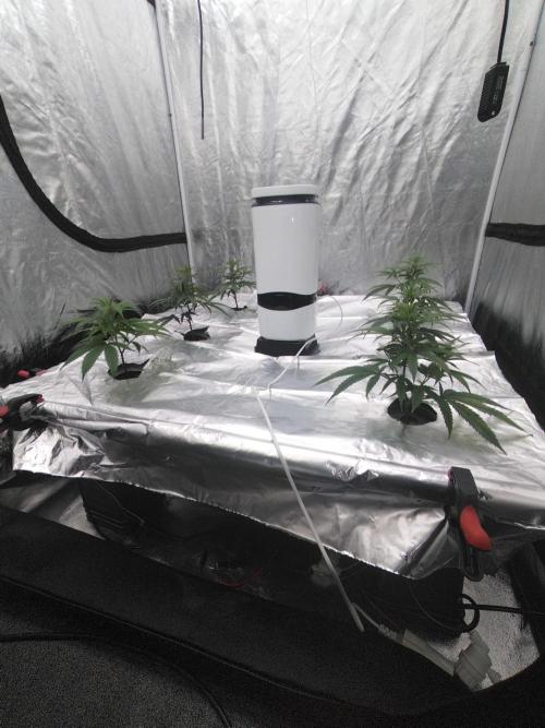 Candy Kush FEM - Nirvana Seeds. Week 1 - Vegetative W1 D1