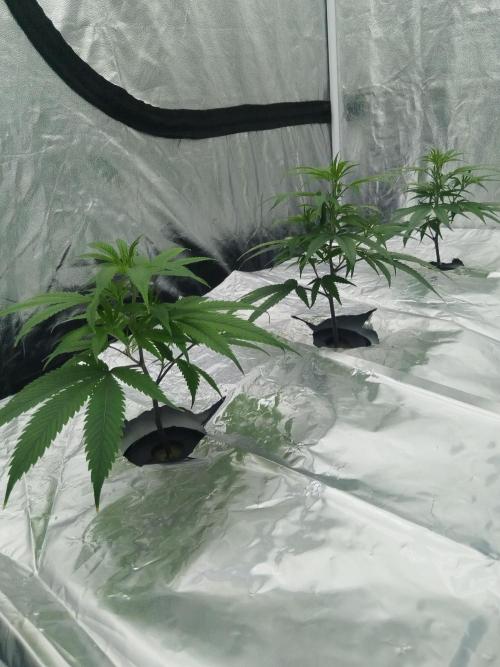 Candy Kush FEM - Nirvana Seeds. Week 1 - Vegetative W1 D1