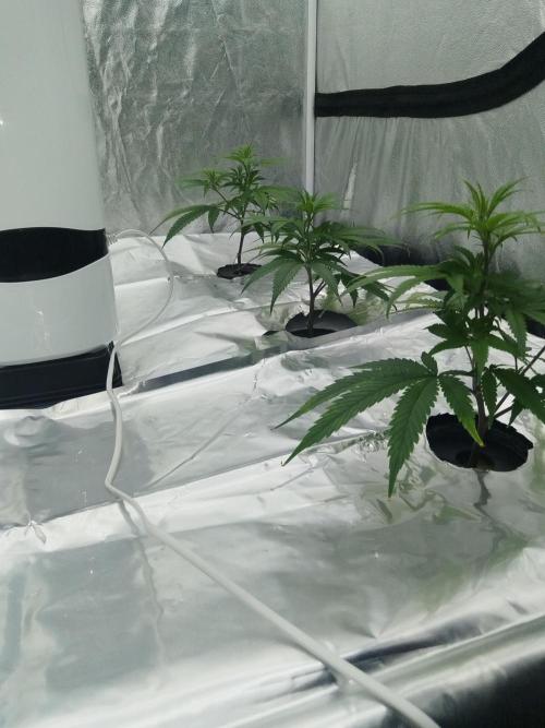 Candy Kush FEM - Nirvana Seeds. Week 1 - Vegetative W1 D1