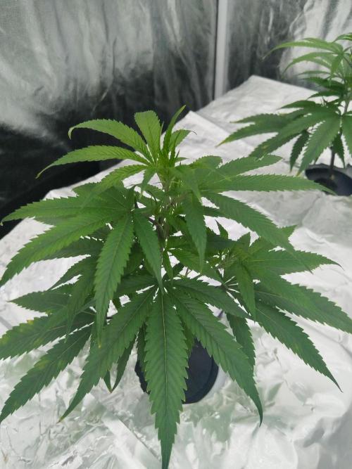 Candy Kush FEM - Nirvana Seeds. Week 1 - Vegetative W1 D1