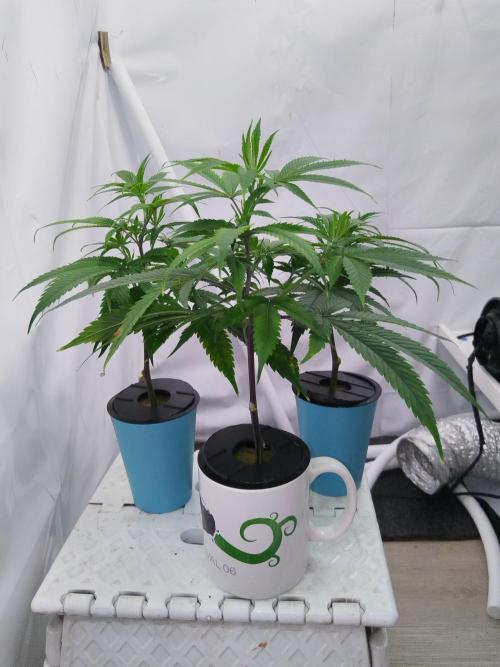 Candy Kush FEM - Nirvana Seeds. Week 1 - Vegetative W1 D1
Trio fantastic - spare cuts  