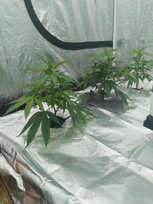 Candy Kush FEM - Nirvana Seeds. Week 1 - Vegetative W1 D3