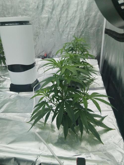 Candy Kush FEM - Nirvana Seeds. Week 1 - Vegetative W1 D3