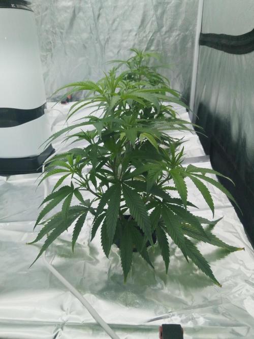 Candy Kush FEM - Nirvana Seeds. Week 1 - Vegetative W1 D3