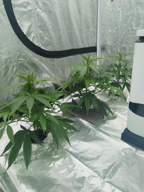 Candy Kush FEM - Nirvana Seeds. Week 1 - Vegetative W1 D4