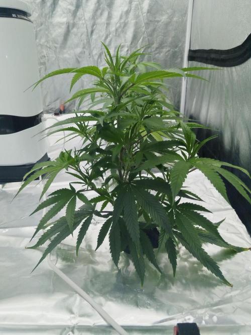 Candy Kush FEM - Nirvana Seeds. Week 1 - Vegetative W1 D4