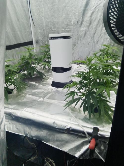 Candy Kush FEM - Nirvana Seeds. Week 1 - Vegetative W1 D4