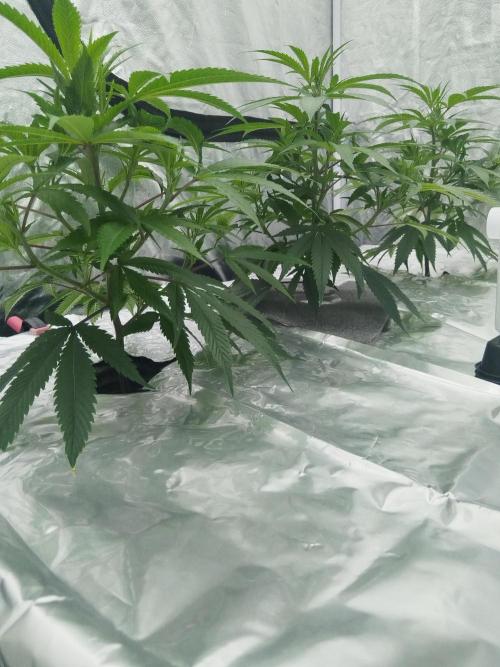 Candy Kush FEM - Nirvana Seeds. Week 1 - Vegetative W1 D5