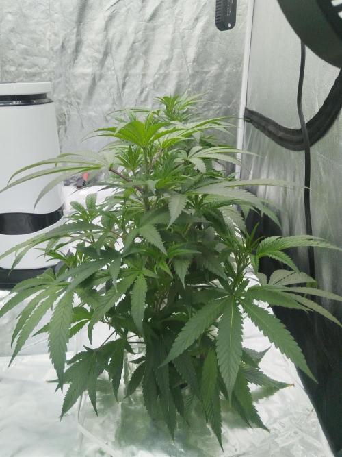 Candy Kush FEM - Nirvana Seeds. Week 1 - Vegetative W1 D6