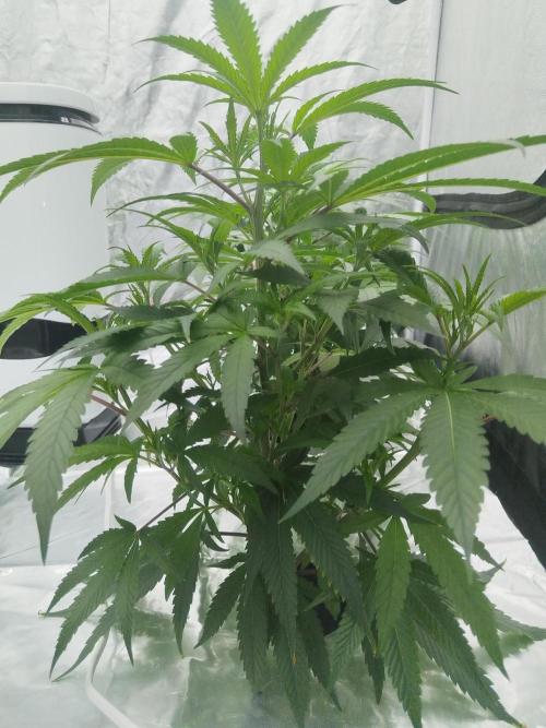 Candy Kush FEM - Nirvana Seeds. Week 1 - Vegetative W1 D6