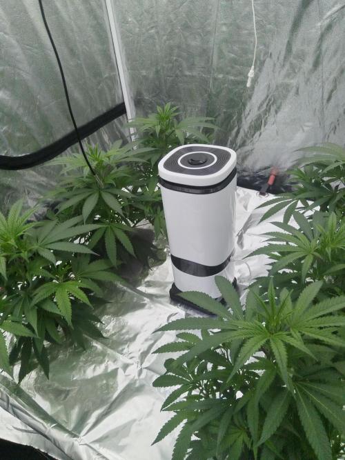 Candy Kush FEM - Nirvana Seeds. Week 1 - Vegetative W1 D6