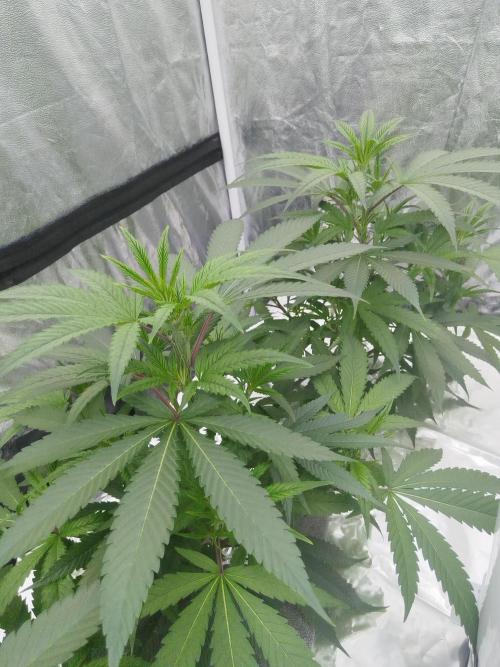 Candy Kush FEM - Nirvana Seeds. Week 1 - Vegetative W1 D7