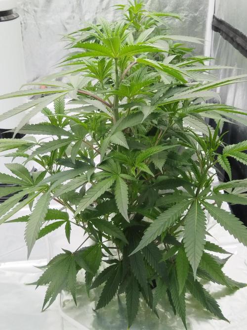 Candy Kush FEM - Nirvana Seeds. Week 1 - Vegetative W1 D7