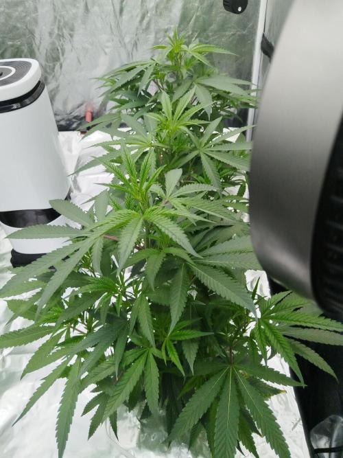 Candy Kush FEM - Nirvana Seeds. Week 1 - Vegetative W1 D7