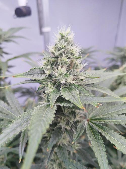 Candy Kush @ Nirvana Seeds. Week 13 - Flowering W5 D5
