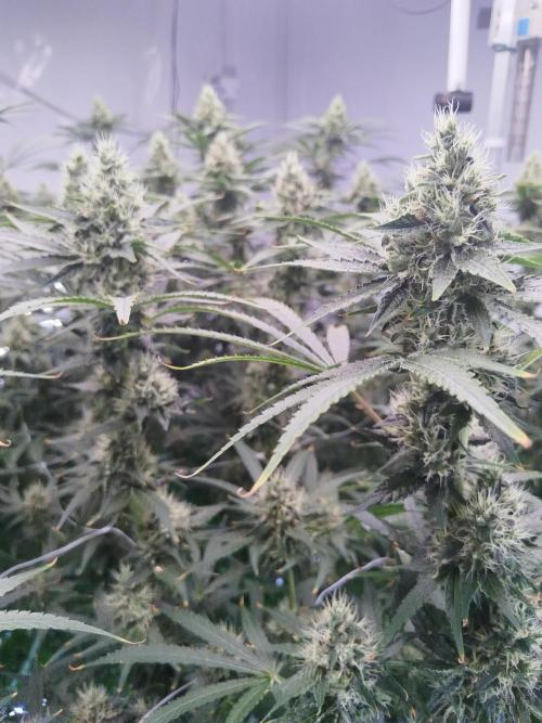 Candy Kush @ Nirvana Seeds. Week 13 - Flowering W5 D5
