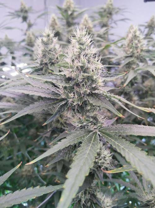 Candy Kush @ Nirvana Seeds. Week 13 - Flowering W5 D5
