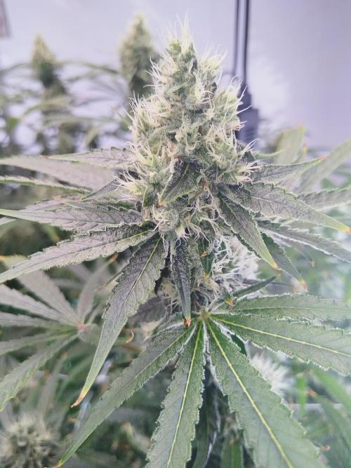 Candy Kush @ Nirvana Seeds. Week 13 - Flowering W5 D5
