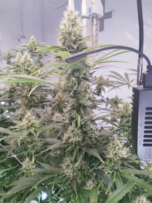 Candy Kush @ Nirvana Seeds. Week 13 - Flowering W5 D5
