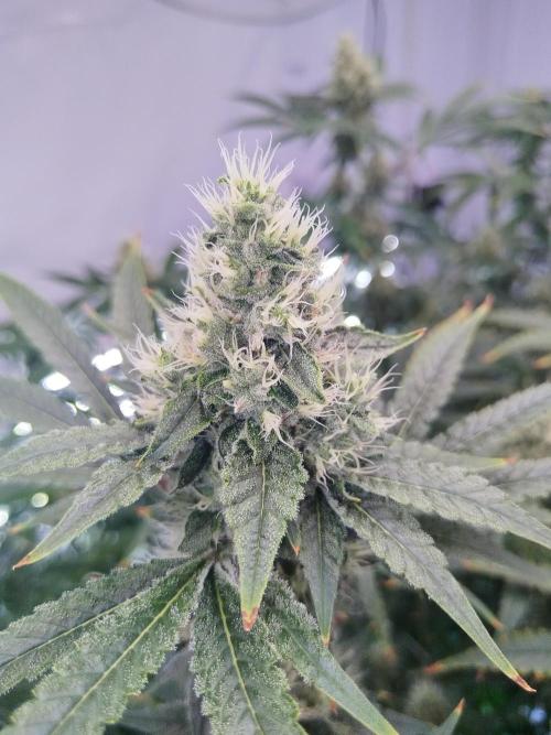 Candy Kush @ Nirvana Seeds. Week 13 - Flowering W5 D5
