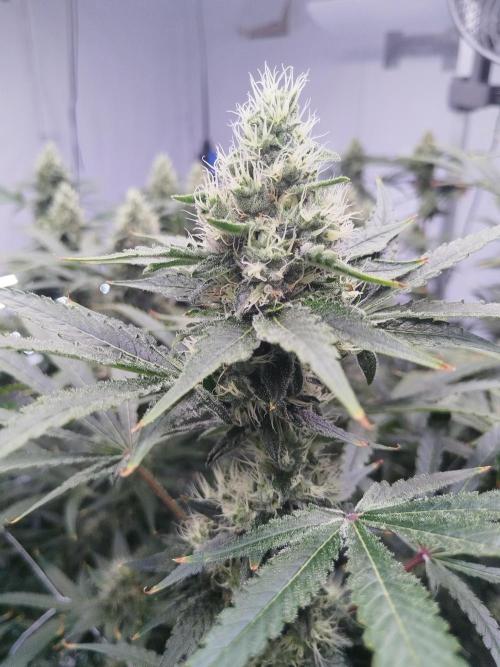 Candy Kush @ Nirvana Seeds. Week 13 - Flowering W5 D6
