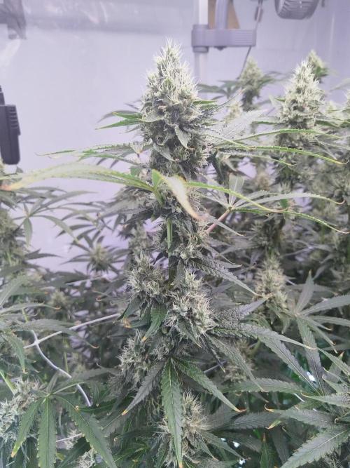 Candy Kush @ Nirvana Seeds. Week 13 - Flowering W5 D6
