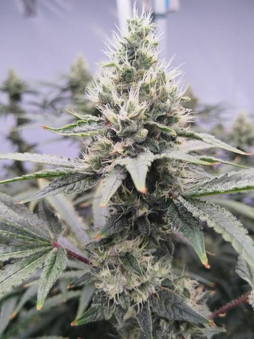 Candy Kush @ Nirvana Seeds. Week 13 - Flowering W5 D6
