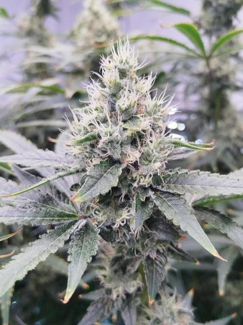 Candy Kush @ Nirvana Seeds. Week 13 - Flowering W5 D6
