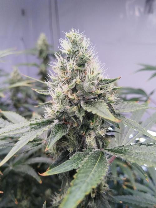 Candy Kush @ Nirvana Seeds. Week 13 - Flowering W5 D6
