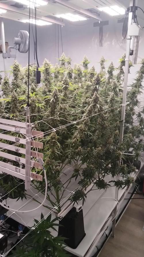 Candy Kush @ Nirvana Seeds